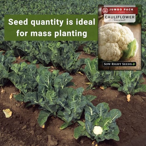 Sow Right Seeds - 800 White Snowball Cauliflower Seed for Planting Bulk - Image 4