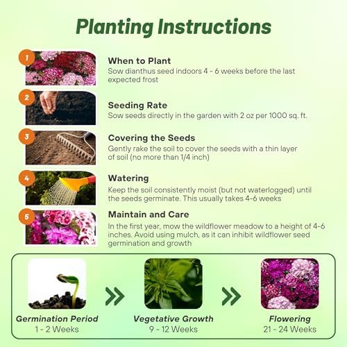 Outsidepride Sweet William Dianthus Seeds - 1 Lb. Perennial, Winter Hardy Wildflower Seeds w/Fragrant & Vibrant Blooms, Ideal for Pollinator Gardens, Cut Flowers & Colorful Landscaping - Image 5