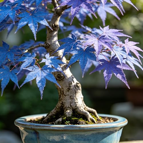 Bonsai Maple Seed for Planting, 15 Bonsai Maple Tree Seeds, Perennia Plants, Non-GMO Heirloom Maple Seed for Home Garden, Potted Decoration - Image 2