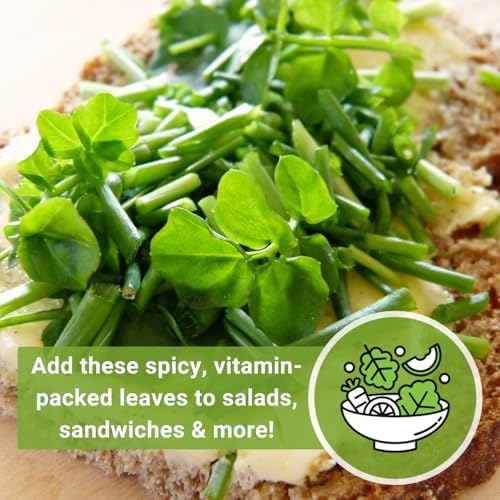 Sow Right Seeds - Watercress Seed for Planting Perennial Water Cress - Image 6