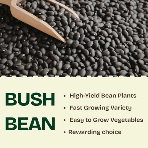 Black Bean Live Plant, 3-6 Inch Tall Seedlings in 4 Inch Pot - Image 3
