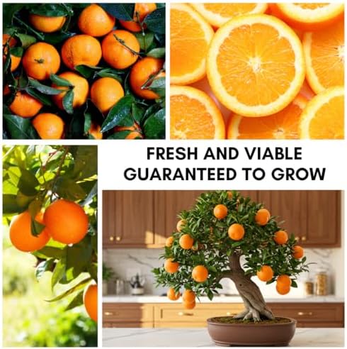 Dwarf Orange Seeds for Planting – 10 Hardy Orange Seeds – Grow Compact, Fruit-Bearing Trees or Bonsai - Image 3
