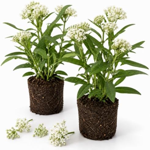 2 White Milkweed Live Plants, Flower Plant, 4-7 Inch Tall by Unknown