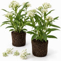 2 White Milkweed Live Plants, Flower Plant, 4-7 Inch Tall by Unknown
