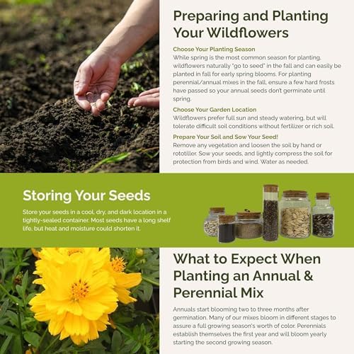 Eden Brothers Mellow Yellow Flower Mixed Seeds for Planting, 1/4 lb, 120,000+ Seeds with Painted Daisy, Zinnia, Cosmos | Attracts Pollinators, Plant in Spring or Fall, Zones 3, 4, 5, 6, 7, 8, 9, 10 - Image 5