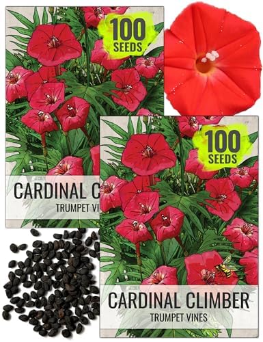 Seed Needs Cardinal Climber Seeds to Plant Red Flowering Vines 2 Packs by SeedNeeds