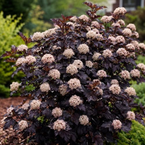 Live Ninebark Shrub Plant, 12-18" Tall in 2.5" Pot, Easy to Grow, Resilient Flowering Foliage for Garden Rows and Landscapes - Image 5