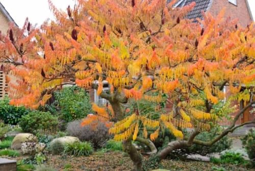 2 Staghorn Sumac Shrubs - 6-12" Tall Live Plants - Rhus typhina - (2 Pack) - Image 5
