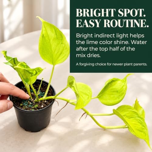Epipremnum Champs Elysees Live Plant - Golden Textured Foliage - Image 4