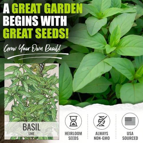 Seed Needs Lime Basil Seeds to Plant an Herb Garden - 2 Packs - Image 2
