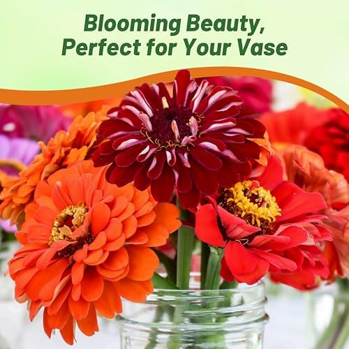 Outsidepride Berry Tart Zinnia Seeds - 1000 Pcs Annual, Heat & Drought Tolerant Flower Seeds for Planting w/Vibrant Blooms for Pollinator Gardens & Floral Arrangements - Image 6