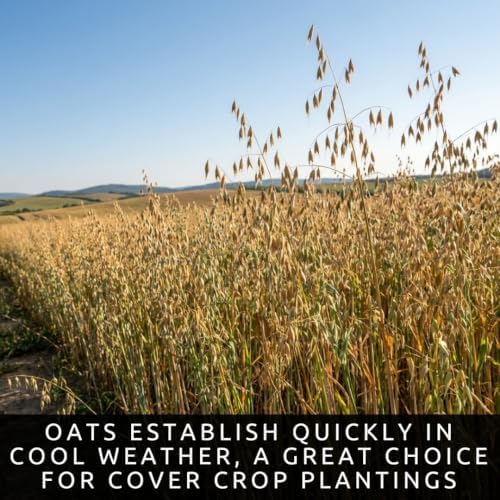 1000 Oat Seeds for Planting | Avena Sativa Grain Cover Crop Seeds - Image 3