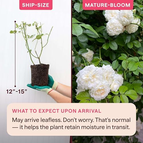 Heirloom Climbing Roses, Live Own Root Plant, Wedding Garland - Image 2