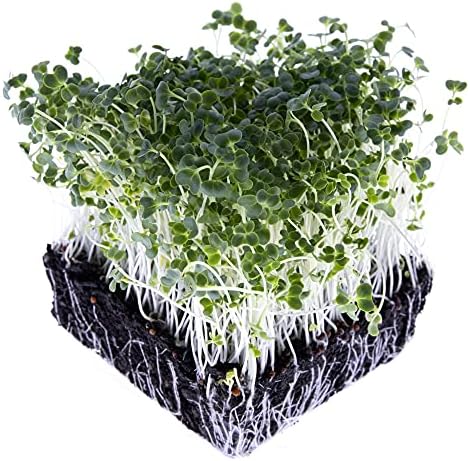 Broccoli Seeds for Sprouting & Microgreens | Calabrese Variety | Non GMO & Heirloom Seeds | Bulk 1 LB Resealable Bag | Rainbow Heirloom Seed Co. - Image 6