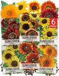 Seed Needs Sunflower Seeds Variety Pack of 6 Flowers for a Butterfly Garden by SeedNeeds