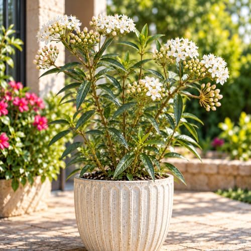 American Plant Exchange Live Snowy Perennis Milkweed - 6-Inch Pot 3-Pack - Image 3