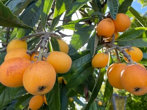 1 Grafted Perennial Golden Loquat Fruit Live Seedling Tree,Japanese Plump Live Tree App. 25" - Image 5