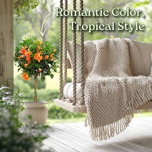 Braided Live Hibiscus Tree - Double Peach Flower - Tropical Plants of Florida - Overall Height 38" to 44" (Plant Only) - Image 5