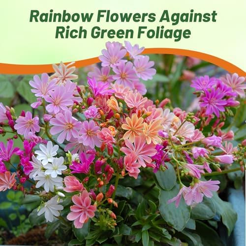 Outsidepride Rainbow Mix Lewisia Flower Seeds for Planting - 100 Pcs Drought-Tolerant Perennial Flower Seeds with Attractive Flowers & Rosette Green Foliage for Xeriscape Gardens & Rock Walls - Image 4