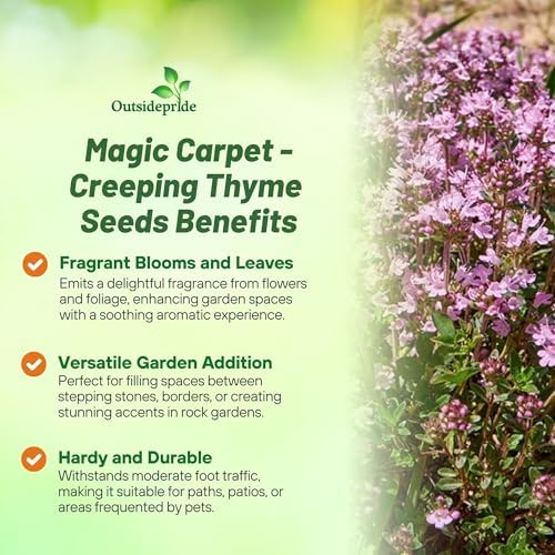 Outsidepride Magic Carpet Creeping Thyme Seeds - 500 Pcs. Perennial, Fragrant, & Drought Tolerant Ground Cover Seeds for Planting Pink Flowers in Pathways, Slopes & Pollinator-Friendly Landscaping - Image 3
