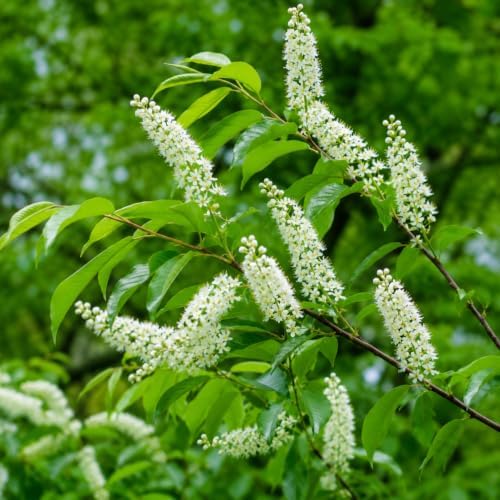 Black Cherry Tree - 6-12" Tall Live Plant - Image 5
