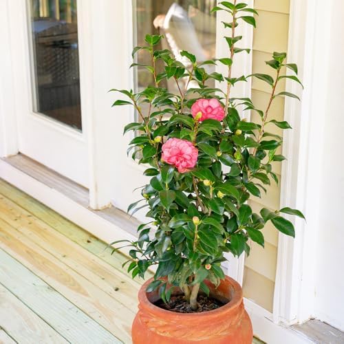 Southern Living 1 Gal. Camellia Early Wonder Shrub - Image 3