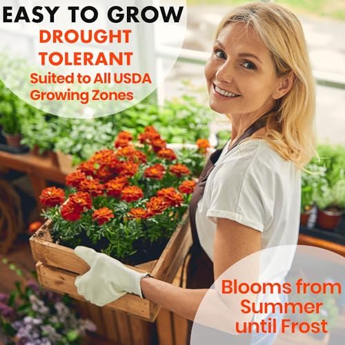 NatureZ Edge Marigold Seeds Mix, Over 5600 Seeds, Marigold Seeds for Planting Outdoors, Dainty Marietta, Petite French, Sparky French, and More (Pack of 3) - Image 5