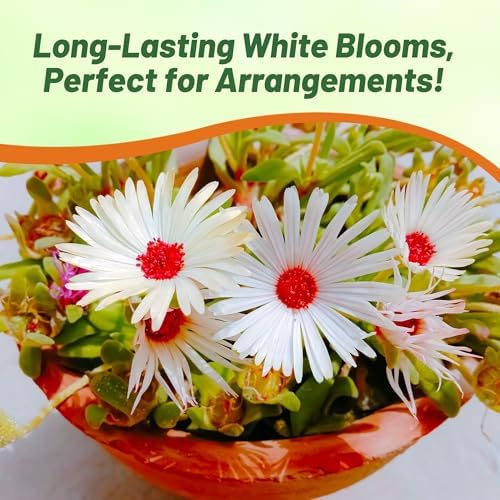 Outsidepride Gelato White Ice Plant Seeds - 10000 Pcs Perennial, Drought Tolerant Ground Cover Seeds for Planting Vibrant Trailing Blooms, Ideal for Sunny Gardens & Xeriscape Landscaping - Image 6
