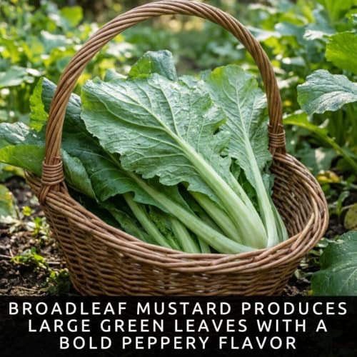Broadleaf Mustard Seeds to Plant | 100 Seeds | Spicy Green Leafy Vegetable - Image 2
