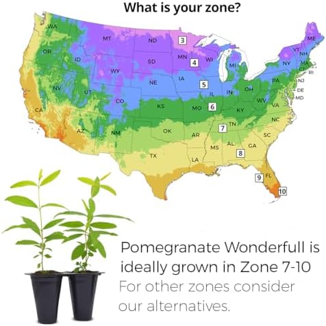 Pomegranate Wonderful Live for Sale (4 Pack) | Easy to Grow Plants | Edible Fruit Plant for Sustainable Living | Grow Your own Food on Your Edible Organic Garden| Live for Planting| 2 inch Pot - Image 3