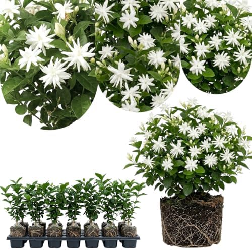 White Arabian Jasmine Live Plant, Flowering Shrub, 4-6 Inch Tall - Image 3