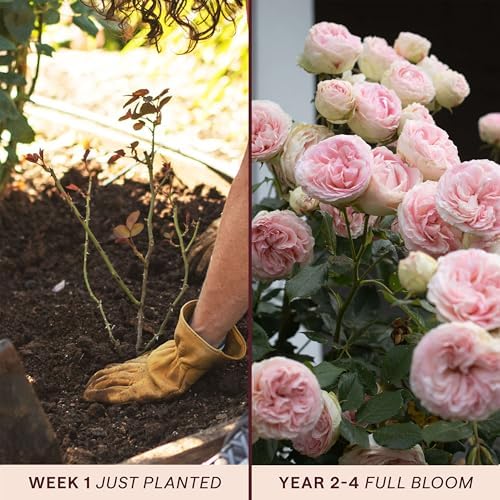 Heirloom Climbing Roses, Live Own Root Plant, Eden Climber - Image 3