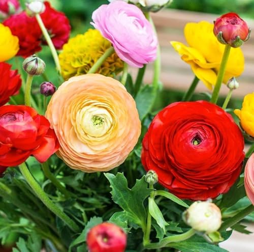 Mixed Peony Ranunculus Bulbs- Persian Buttercup -10 Corms Bulbs Root - Image 4