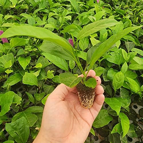 Passion Fruit Live Plant 4 Pack – 'Possum Purple' (Maracuya) — Self-Fertile Passiflora edulis Vine for Trellis, Arbor & Containers — Fast Growing Sweet Purple Fruit. Easy Edible Garden Starter - Image 3