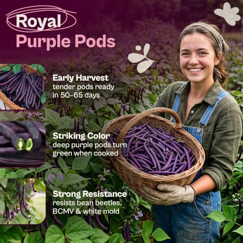 SVI 60 Royal Burgundy Bush Bean Heirloom Vegetable Seeds Phaseolus vulgaris - Image 3