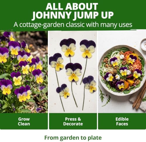 HOME GROWN Johnny Jump Up Helen Mount Seeds, 6,000 Seeds, Viola Tricolor - Image 5