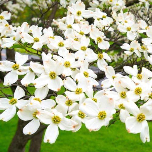 Brighter Blooms - White Dogwood Tree, 2-3 ft. - Image 3