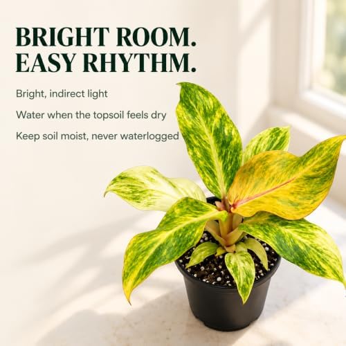 Philodendron Orange Marmalade Live Plant - Variegated Indoor Houseplant - Image 4