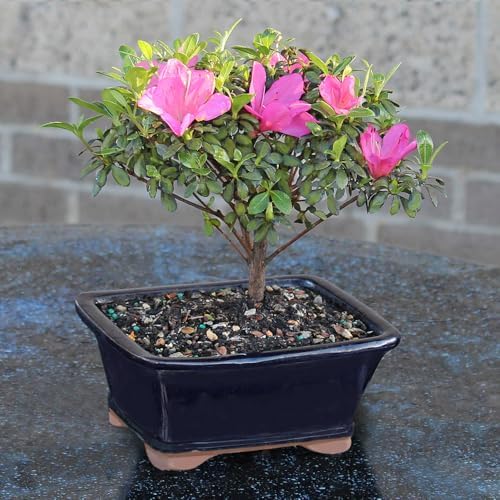 Brussel's Bonsai - Small Satsuki Azalea Live Bonsai Tree, Potted Outdoor Plant - Image 6