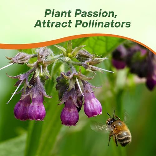 Outsidepride Comfrey Seeds - 200 Pcs. Perennial, Drought-Tolerant & Low Maintenance, Herb Seeds for Planting Tall, Vibrant Bell-Shaped Purple Blooms for Versatile Uses & Pollinator Gardens - Image 5