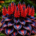 Hosta Bulb, Soft Green Foliage, Ideal for Shaded Garden Spaces (Color 4) by Unknown