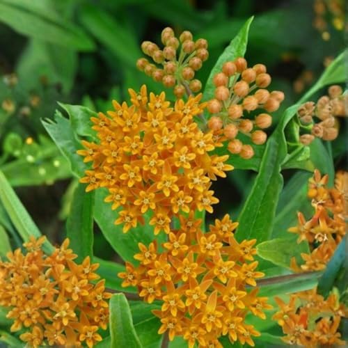 2 Mix Milkweed Live Plants, Flowering Plant, 4-7 Inch Tall - Image 5