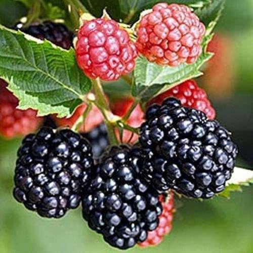 5 Triple Crown Thornless Blackberry Plants-Produce Sweet Blackberries-Zones: 5-9 by Unknown