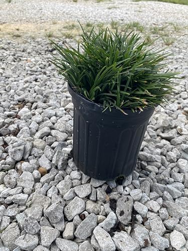 Dwarf Mondo Grass Live Plant, 1 Gallon, Ground Cover for Landscaping by RogersPlantNursery