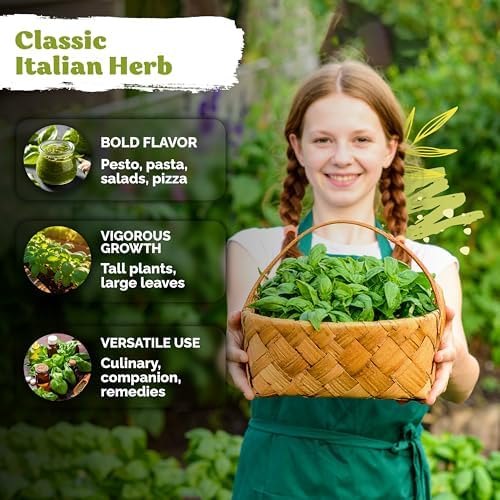 3,600 Genovese Basil Heirloom Herb Seeds for Planting, Ocimum Basilicum - Image 4