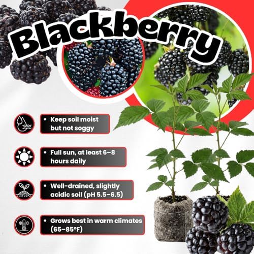 2 Navaho BlackBerry Plants Live, Perennial Berry Bush, 4-8 Inch Tall - Image 5