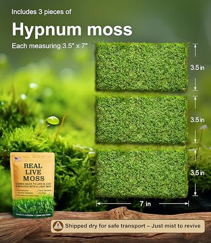 LuckyRunes Live Hypnum Moss 3-Pack 3.5x7in for Terrariums & Plant Decor - Image 2