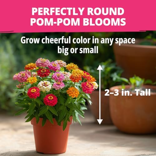 HOME GROWN Zinnia Seeds, Thumbelina, 500 Seeds, Zinnia elegans - Image 3