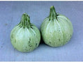 Summer Squash Seeds - 'Round Zucchini' Unusual!!! TASTY!!!!!!!!!(25 - Seeds) by Unknown
