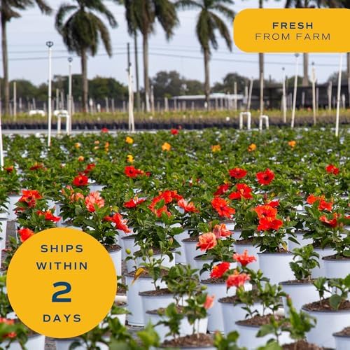 Costa Farms Hibiscus, Live Outdoor Plant, Easy Care, Home Decor - Image 6